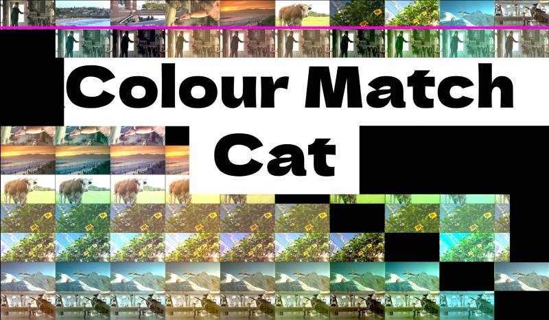 AI Color Match Cat